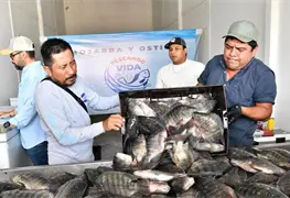 Venden m&aacute;s de mil tons. de mojarra