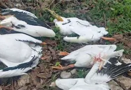 Aves pel&iacute;canos encontradas sin vida en Atoyac, Veracruz