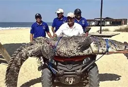 Captura de cocodrilos en Tuxtepec