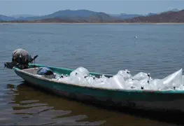 Siembra de cr&iacute;as de tilapia en presa Infiernillo para repoblamiento