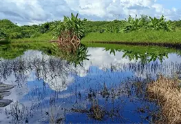 Fuga contamina arroyo y deja sin agua a Poza Rica