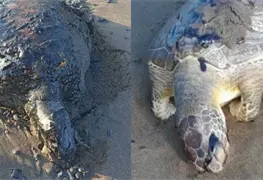 Tortugas Marinas en Veracruz: Seis Muertes por Hidrocarburos