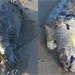 Tortugas Marinas en Veracruz: Seis Muertes por Hidrocarburos
