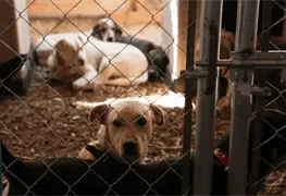 Caso Tec&aacute;mac reabre debate sobre sacrificio animal en M&eacute;xico
