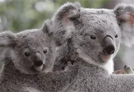 Epidemia de clamidia afecta a koalas en Australia