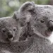 Epidemia de clamidia afecta a koalas en Australia