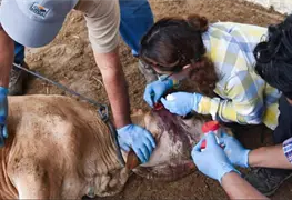No reportan casos de gusano barrenador