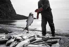 Estudio revela impacto de Coca&iacute;na en Salmones
