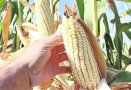 Subsidio al ma&iacute;z en Sinaloa limita ganancias de productores