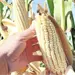 Subsidio al ma&iacute;z en Sinaloa limita ganancias de productores