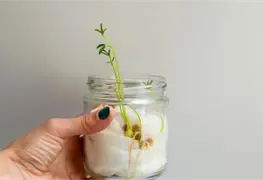 EL LENGUAJE OCULTO DE NUESTRO CUERPO