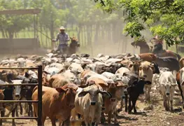 Entrega de ganado en Huimanguillo por Cr&eacute;dito Ganadero a la Palabra