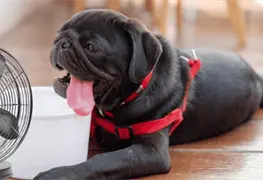 Altas temperaturas, c&oacute;mo proteger a perros y gatos del calor