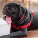 Altas temperaturas, c&oacute;mo proteger a perros y gatos del calor