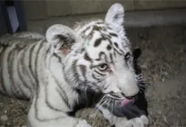 Autoridades capturan cachorro de tigre deambulando