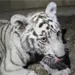Autoridades capturan cachorro de tigre deambulando