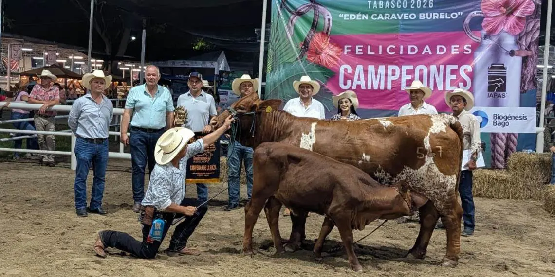 Realizan histórico juzgamiento de la raza Beefmaster en Tabasco