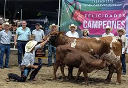 Realizan hist&oacute;rico juzgamiento de la raza Beefmaster en Tabasco