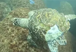 Campa&ntilde;a de limpieza en Acapulco para proteger vida marina