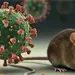 Alerta en Reino Unido por brote de hantavirus en crucero