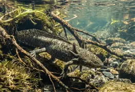 Hallan ajolotes del altiplano en humedales de Tl&aacute;huac y Xico