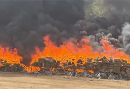 Marina incinera 12 toneladas de marihuana en Baja California