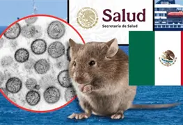 M&eacute;xico activa vigilancia por hantavirus ante brote internacional