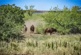 Bisontes regresan a Sonora tras casi 200 a&ntilde;os de ausencia