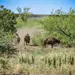 Bisontes regresan a Sonora tras casi 200 a&ntilde;os de ausencia