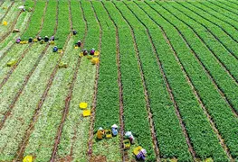 China se compromete a comprar productos agr&iacute;colas a EE.UU.