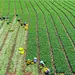 China se compromete a comprar productos agr&iacute;colas a EE.UU.