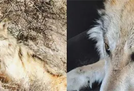 Esfuerzos binacionales para la coexistencia del lobo mexicano