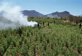 Militares destruyen 37 plant&iacute;os de amapola en Nayarit