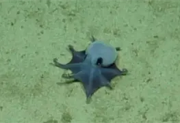 Descubren un Pulpo Azul Intenso en las Islas Gal&aacute;pagos
