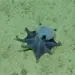 Descubren un Pulpo Azul Intenso en las Islas Gal&aacute;pagos