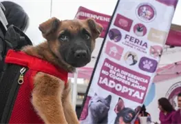 Prevenci&oacute;n del abandono animal: La Paz adopta 17 cachorros rescatados