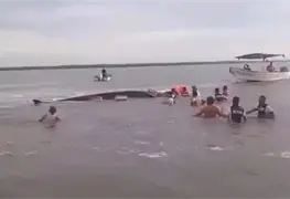 Emotivo rescate de ballena varada en Nayarit
