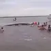 Emotivo rescate de ballena varada en Nayarit