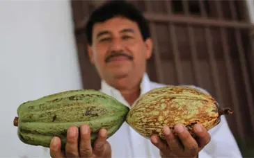 Revivir&aacute; el cacao en Tabasco