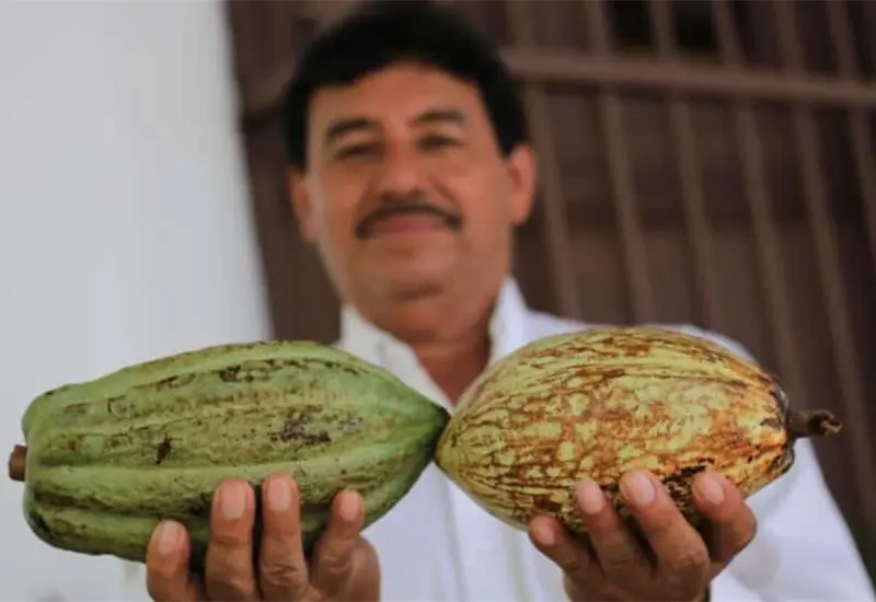 Revivir&aacute; el cacao en Tabasco