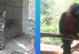 Operativo policial rescata fauna en Quintana Roo