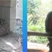 Operativo policial rescata fauna en Quintana Roo