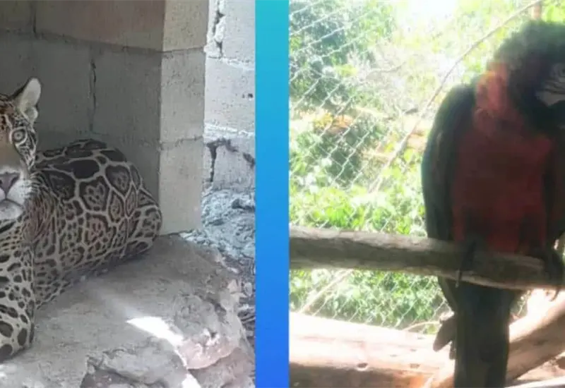 Operativo policial rescata fauna en Quintana Roo