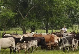 SEDAP impulsa actividad ganadera en Tabasco