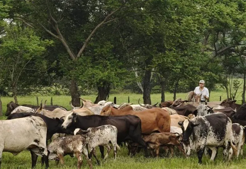 SEDAP impulsa actividad ganadera en Tabasco