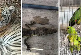 Operativo en Zapopan asegura tigre de bengala y fauna silvestre en peligro