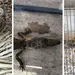 Operativo en Zapopan asegura tigre de bengala y fauna silvestre en peligro