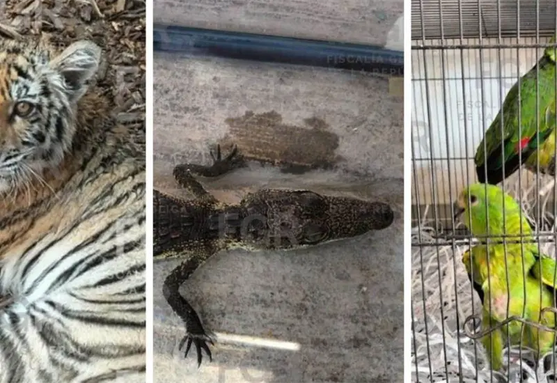 Operativo en Zapopan asegura tigre de bengala y fauna silvestre en peligro