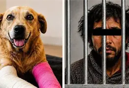 Fiscal&iacute;a y tribunal condenan a agresor del perro Huesitos