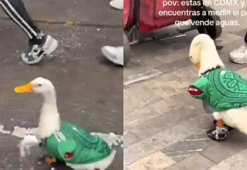 Pato mundialista se roba el show en festejos por victoria de M&eacute;xico en Mundial 2026